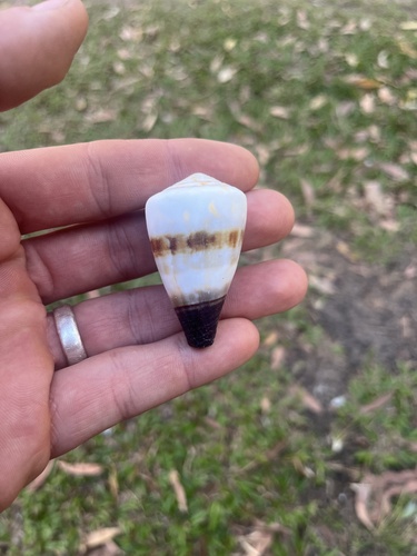Conus miles observed 2026-09-30