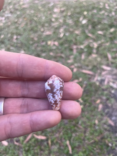 Conus catus observed 2026-09-29
