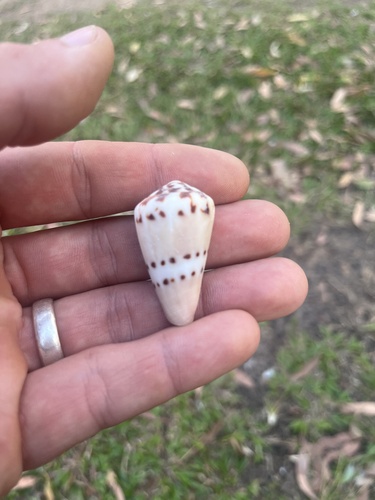 Conus mustelinus observed 2026-09-30