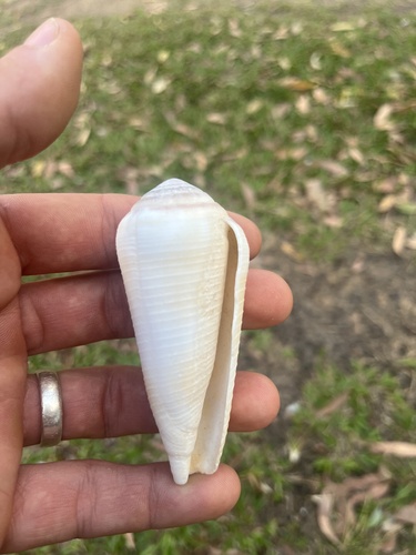 Conus terebra observed 2026-09-30
