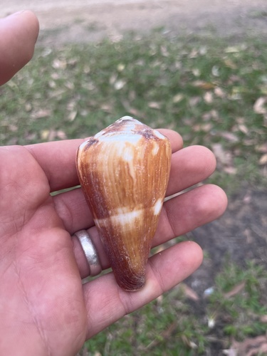 Conus vexillum observed 2026-09-30