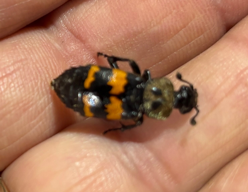 Tomentose Burying Beetle