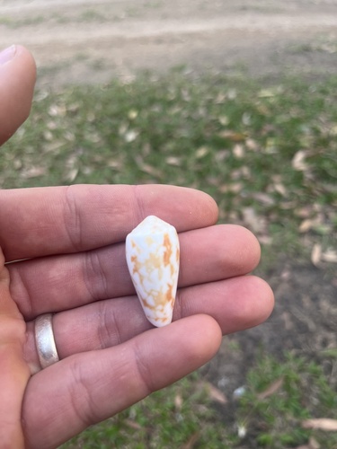 Conus striatus observed 2026-09-30