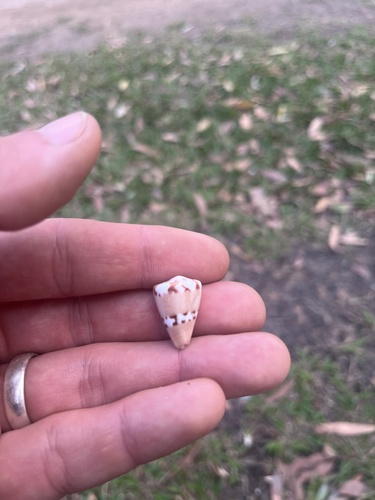 Conus capitaneus observed 2026-09-30