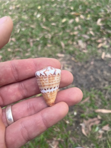 Conus capitaneus observed 2026-09-30