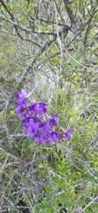 Delphinium pentagynum