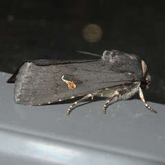 Proteuxoa cinereicollis