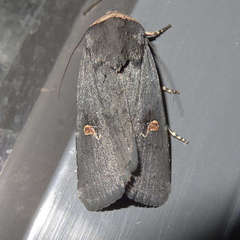 Proteuxoa cinereicollis