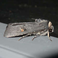 Proteuxoa cinereicollis