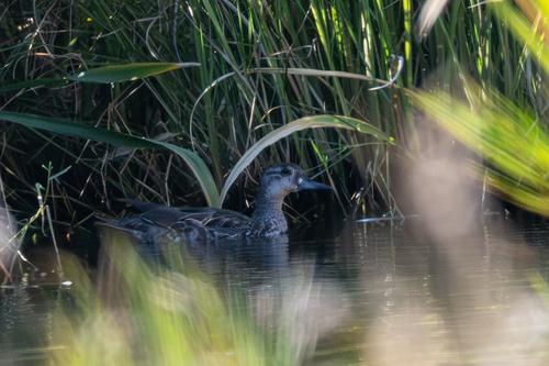 Baikal Teal