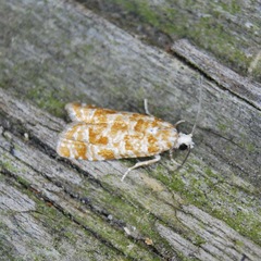 Retinia virginiana