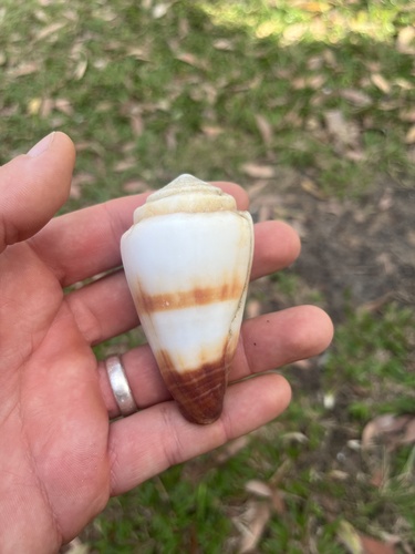 Conus miles observed 2026-09-30