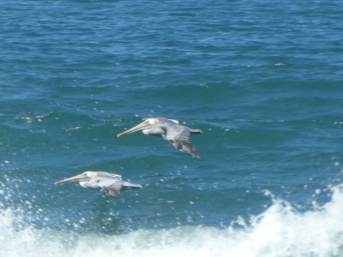 Brown Pelican