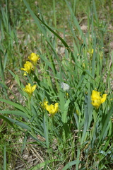 Iris arenaria