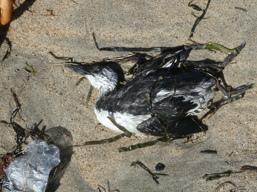 Common Murre