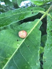 Phylloxera caryaeglobuli