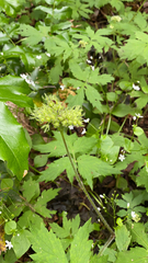 Hydrophyllum tenuipes