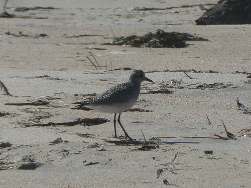 Black-bellied Plover