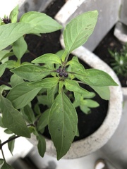 Ocimum basilicum