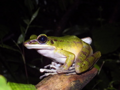 Odorrana hosii