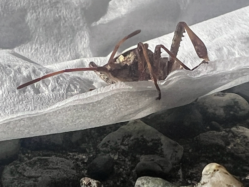 Western Conifer Seed Bug