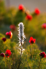 Asphodeline taurica
