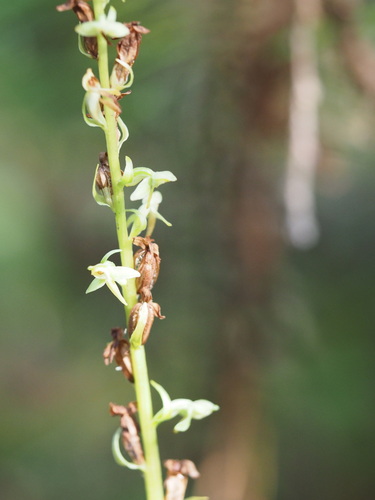 Platanthera hyperborea observed 2026-09-18