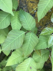 Toxicodendron radicans