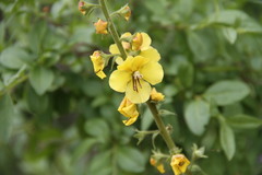 Verbascum spectabile