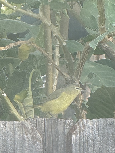 Orange-crowned Warbler