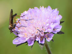 Empis livida