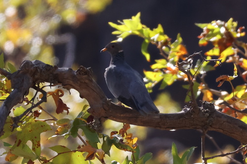 Band-tailed Pigeon
