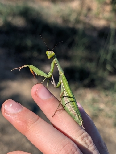 European Mantis
