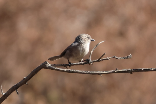 Bushtit