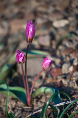 Tulipa biflora
