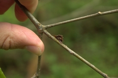 Dryocosmus floridensis