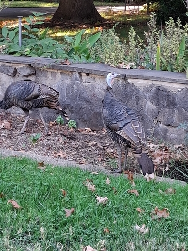 Wild Turkey