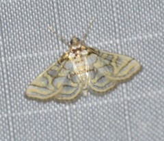 Pseudopyrausta santatalis