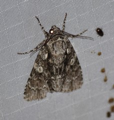 Acronicta brumosa
