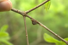 Dryocosmus floridensis