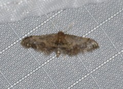 Idaea pervertipennis