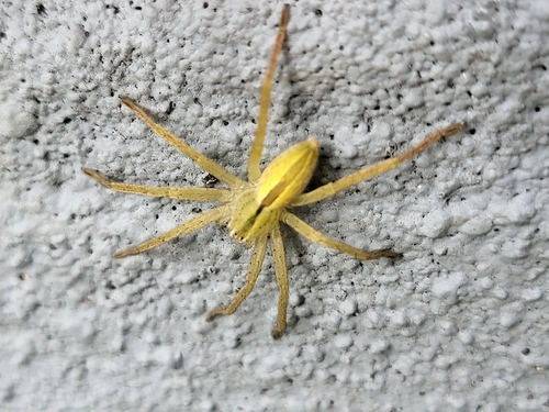 Green Huntsman Spider