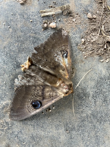 Southern Moon Moth