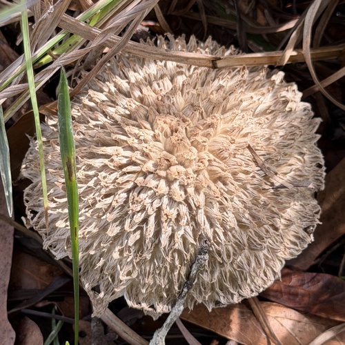 Pineapple Bolete
