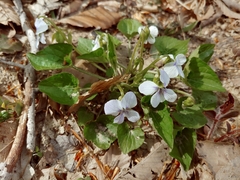 Viola rostrata