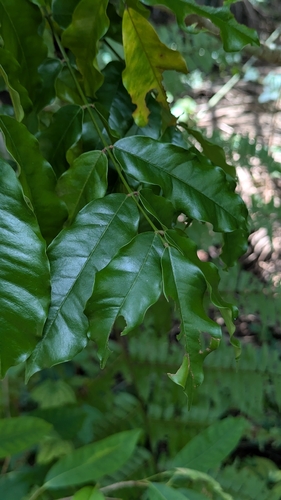 Andira inermis observed 2026-09-30