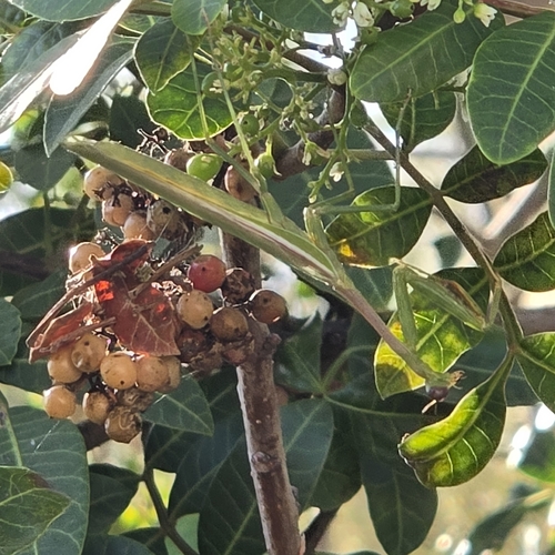 Arizona Mantis
