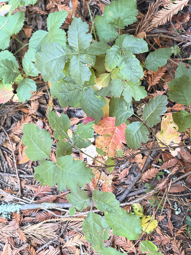 Pacific poison oak