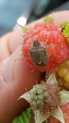 Holcostethus albipes