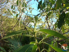 Lippia myriocephala
